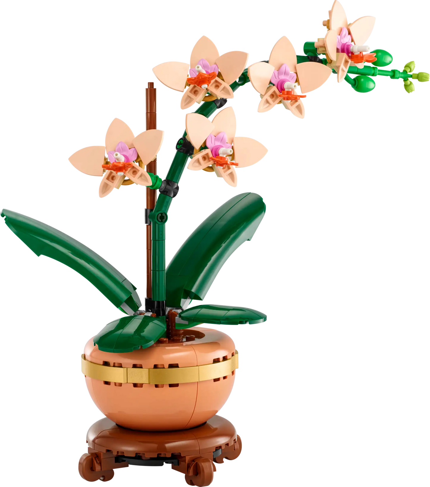 Botanical Collection: Mini Orchid Building Kit