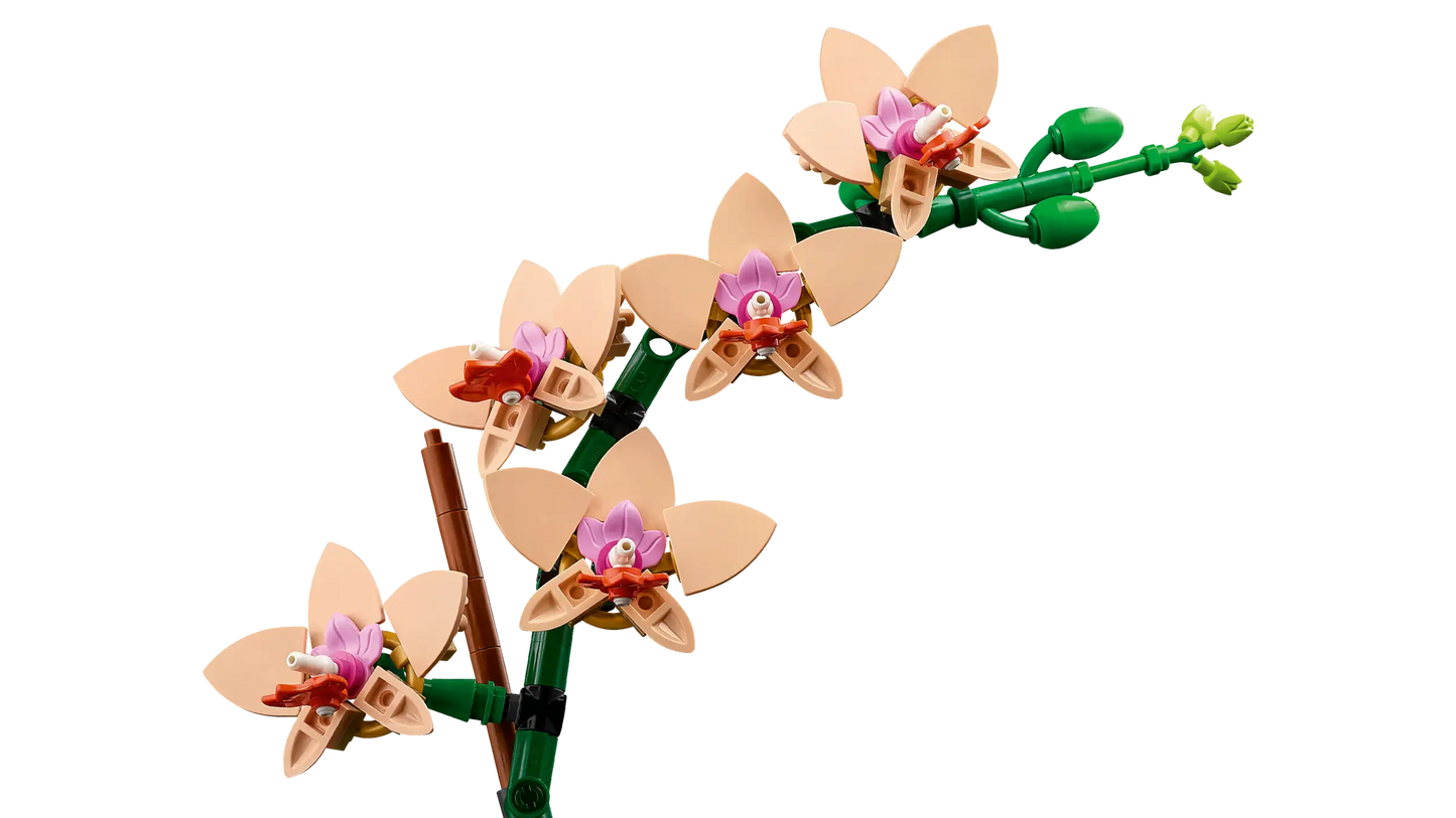 Botanical Collection: Mini Orchid Building Kit