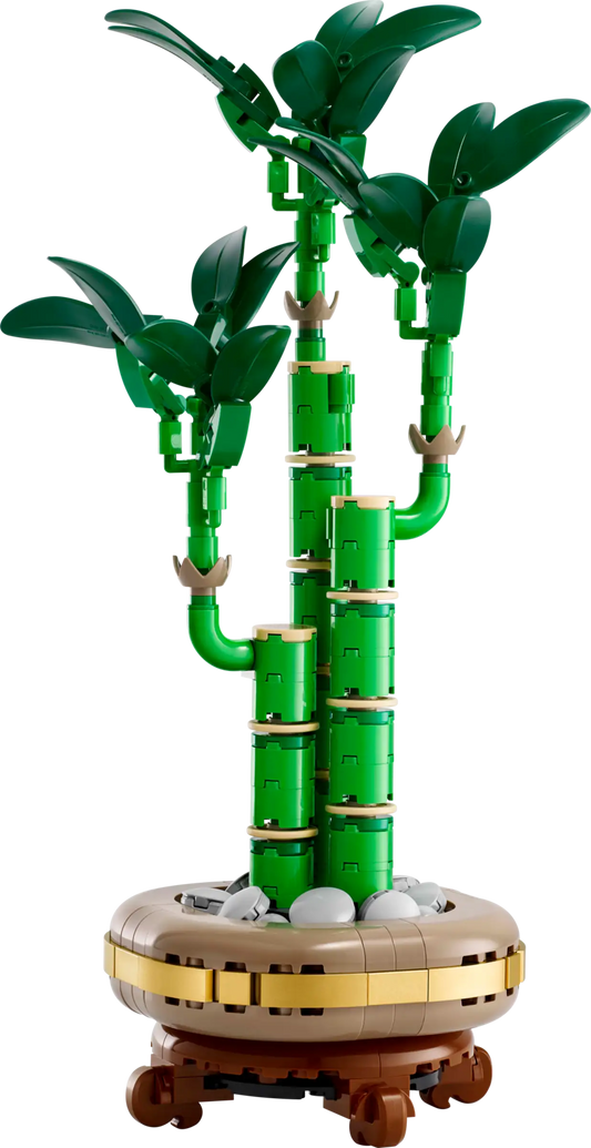 Botanical Collection: Lucky Bamboo Building Kit