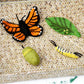 Felt Life Cycle - Monarch Butterfly