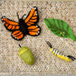 Felt Life Cycle - Monarch Butterfly